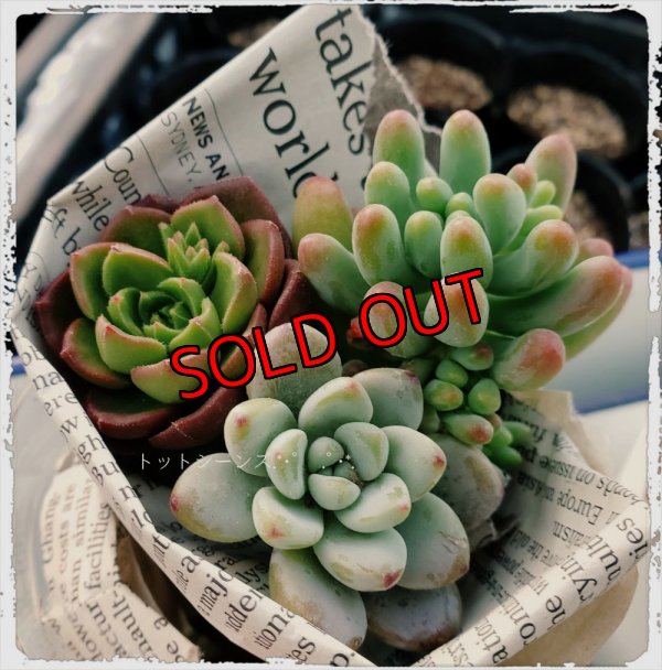 おまけの抜く苗3品種/ランダムです。