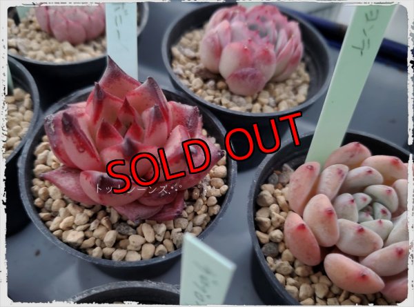 画像8: 福/梅☆韓国苗スペシャルセット-19+1品種（22-1）