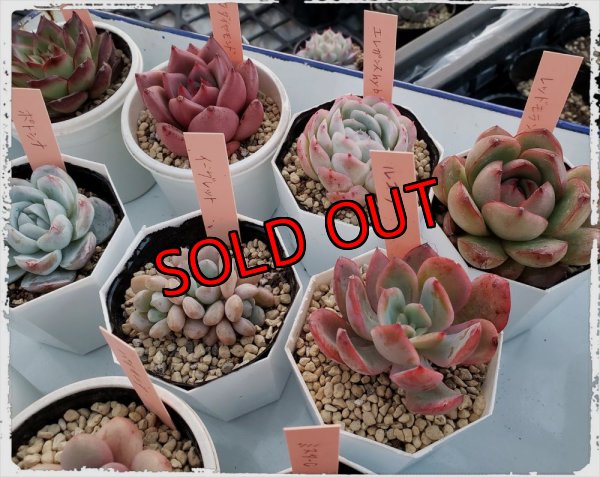 画像10: 福/梅☆韓国苗スペシャルセット-19+1品種（22-1）