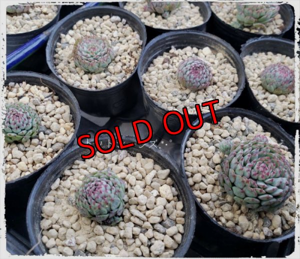 小さ目ですが、レア品種のグロブローサも入っています。