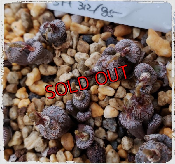 画像1: Comptonii SH312/85-5〜6H【22-1】