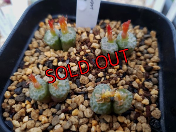 画像9: 福/竹☆コノフィツム・スペシャルセット（22-12）