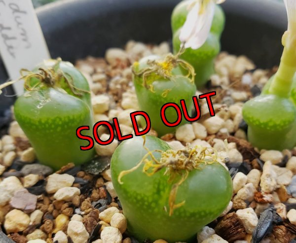 画像8: 福/竹☆コノフィツム・スペシャルセット（22-12）