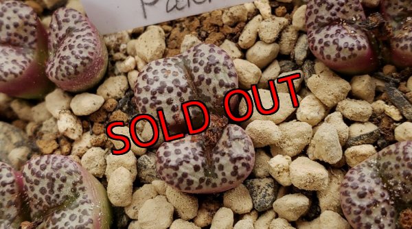 画像3: 福/竹☆コノフィツム・スペシャルセット（22-12）