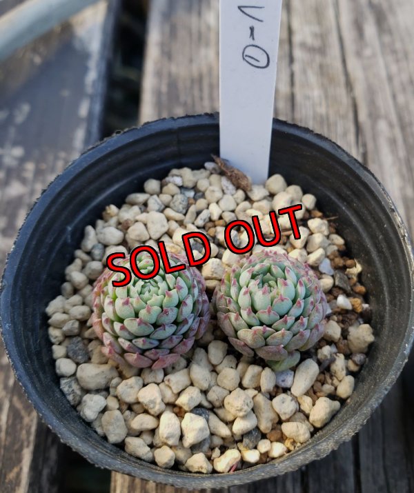 画像2: ヴィンセントカトー　2寸（22-4）