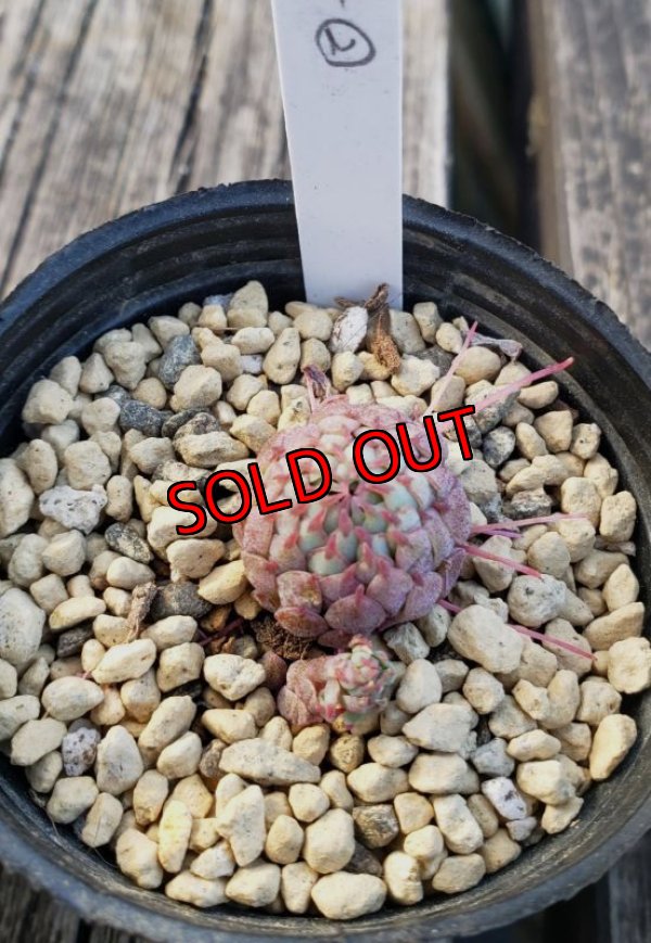 画像3: ヴィンセントカトー　2寸（22-4）