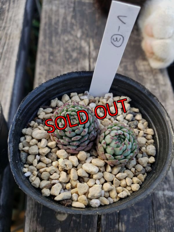 画像4: ヴィンセントカトー　2寸（22-4）