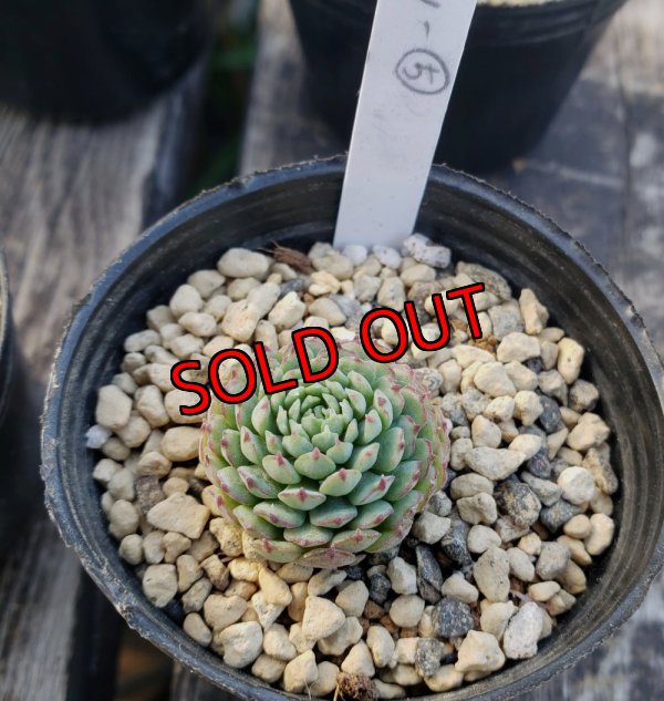 画像6: ヴィンセントカトー　2寸（22-4）