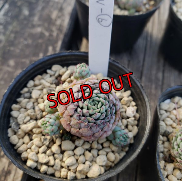 画像7: ヴィンセントカトー　2寸（22-4）