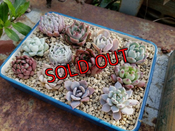 画像2: 採集して愛でる木箱の寄せ植えセットDー12マス（（22-4）