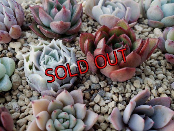 画像6: 採集して愛でる木箱の寄せ植えセットDー12マス（（22-4）