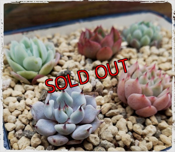 画像5: 採集して愛でる木箱の寄せ植えセットAー6マス（（22-4）