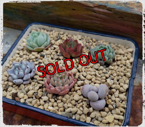 画像2: 採集して愛でる木箱の寄せ植えセットAー6マス（（22-4）