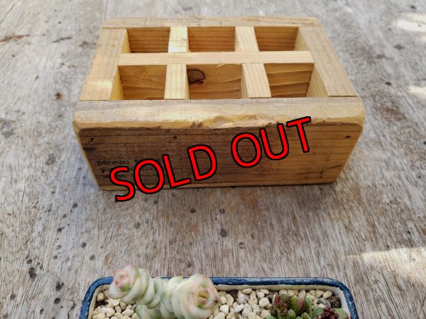 画像6: 採集して愛でる木箱の寄せ植えセットCー6マス（（22-4）