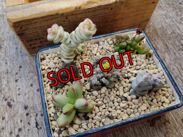 画像3: 採集して愛でる木箱の寄せ植えセットCー6マス（（22-4）