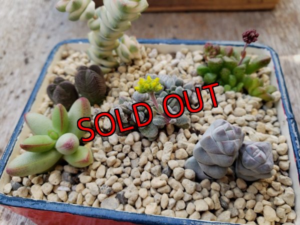 画像2: 採集して愛でる木箱の寄せ植えセットCー6マス（（22-4）