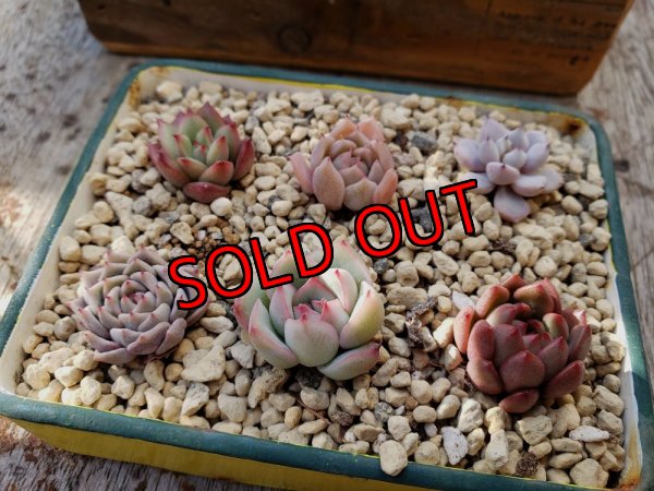 画像3: 採集して愛でる木箱の寄せ植えセットBー6マス（（22-4）