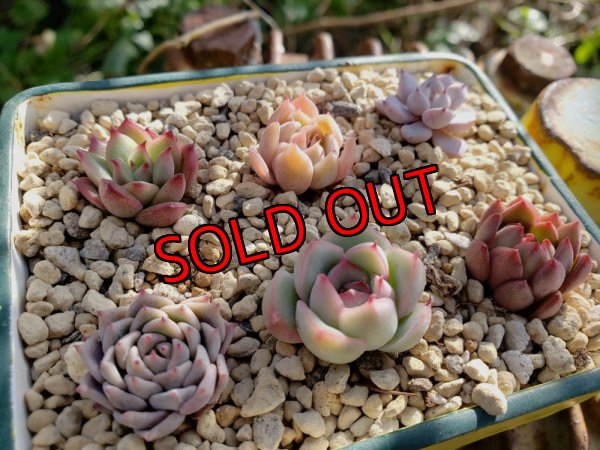 画像2: 採集して愛でる木箱の寄せ植えセットBー6マス（（22-4）