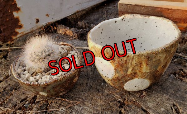 植物は付いていません