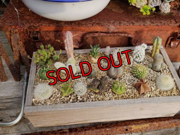 中に入ってる植物です（一部変更ありです）