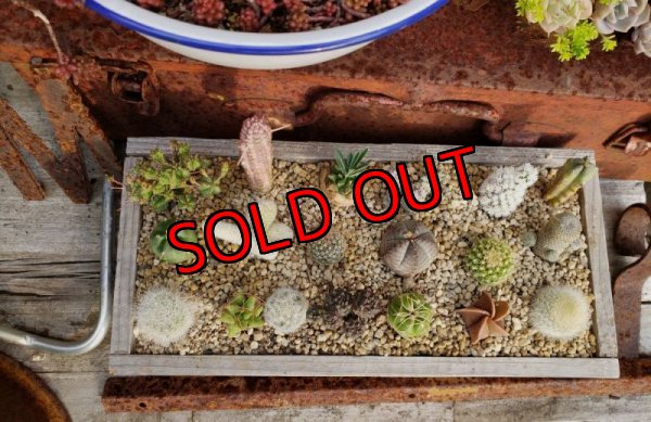 中に入ってる植物です（一部変更ありです）