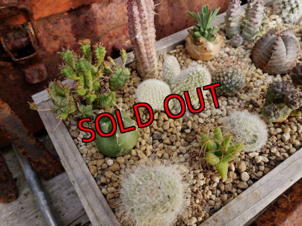 中に入ってる植物です（一部変更ありです）