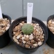 画像9: プセウドリトス・ミギウルティヌス/PSEUDOLITHOS migiurtinus