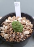 画像14: プセウドリトス・ミギウルティヌス/PSEUDOLITHOS migiurtinus