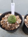 画像7: プセウドリトス・ミギウルティヌス/PSEUDOLITHOS migiurtinus