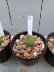 画像8: プセウドリトス・ミギウルティヌス/PSEUDOLITHOS migiurtinus