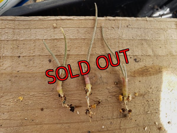 画像2: カプトメデューサ/Astrophytum caput-medusae　