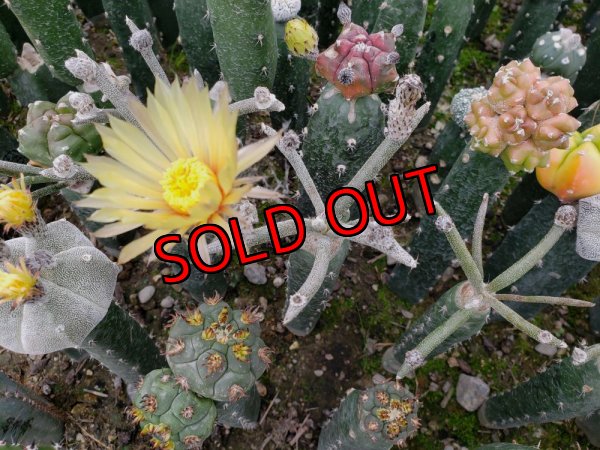 画像4: カプトメデューサ/Astrophytum caput-medusae　