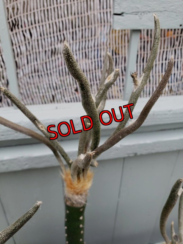 接ぎ木した個体です。