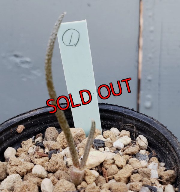 画像5: カプトメデューサ/Astrophytum caput-medusae　