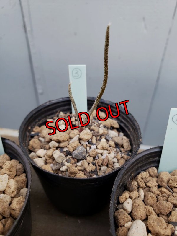 画像7: カプトメデューサ/Astrophytum caput-medusae　