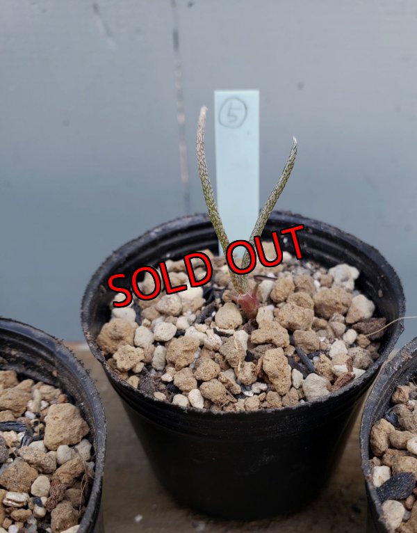 画像9: カプトメデューサ/Astrophytum caput-medusae　