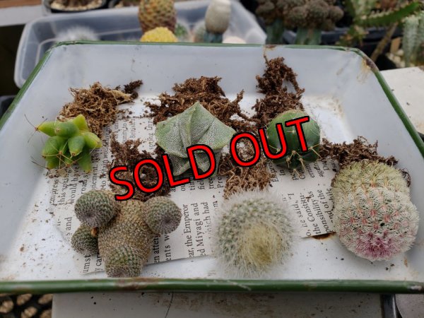 画像4: ミニサボセット〜宇宙シリーズ　6P（22-7）