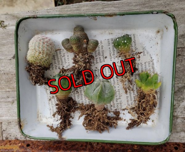 画像3: ミニサボセット〜宇宙シリーズ　6P（22-7）