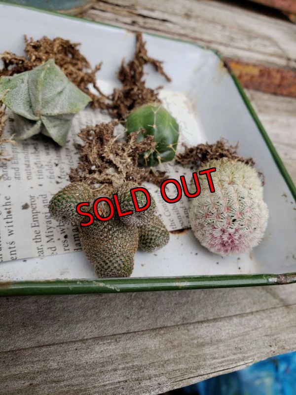 画像6: ミニサボセット〜宇宙シリーズ　6P（22-7）