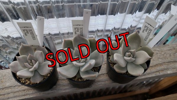 画像3: ユリアナ/Juliana Rio Piaxla（22-7）