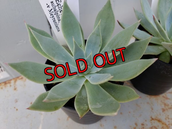 画像5: スバルピナvメイラニアナ（22-7）