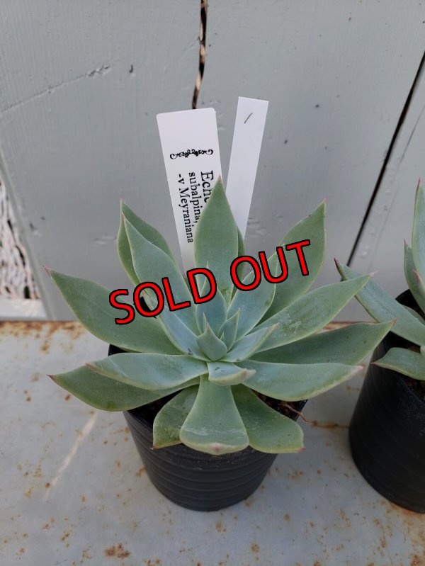 画像3: スバルピナvメイラニアナ（22-7）