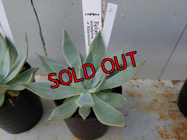 画像6: スバルピナvメイラニアナ（22-7）