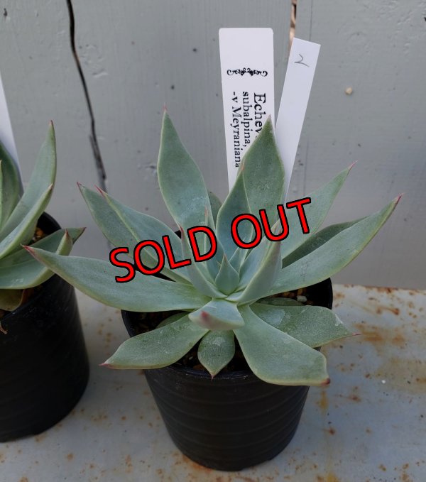 画像4: スバルピナvメイラニアナ（22-7）