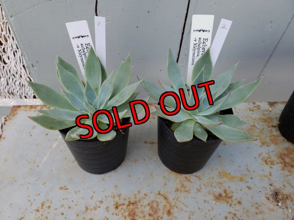 画像2: スバルピナvメイラニアナ（22-7）