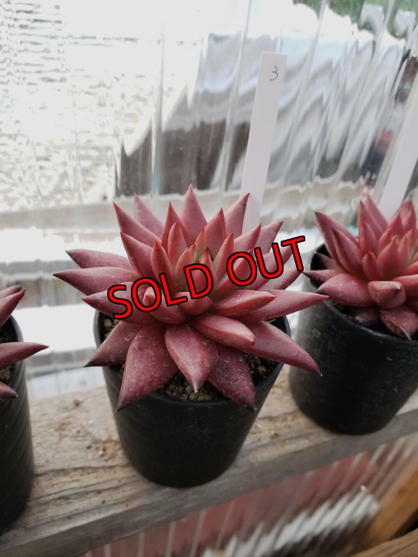 画像8: ロメオ・ルビン/選抜種（22-7）