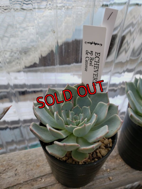 画像3: sp Real de Catorce（22-7）