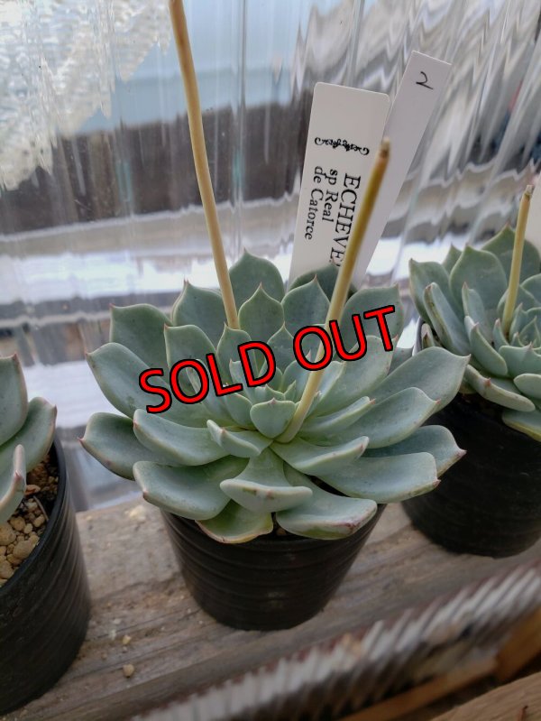 画像4: sp Real de Catorce（22-7）