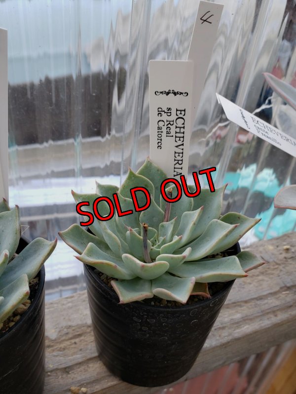 画像6: sp Real de Catorce（22-7）