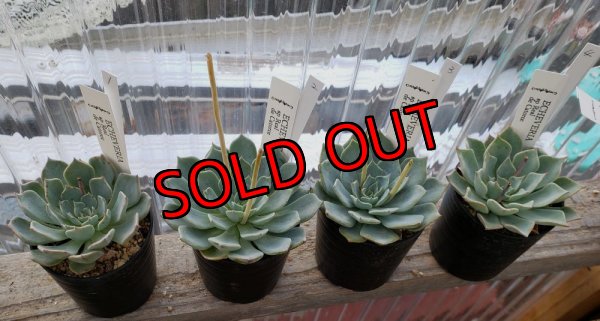 画像2: sp Real de Catorce（22-7）